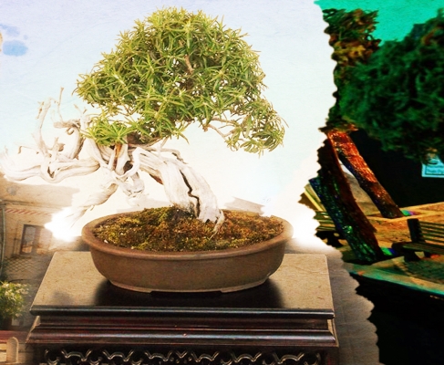 BONSAI D’INVERNO 1° edizione